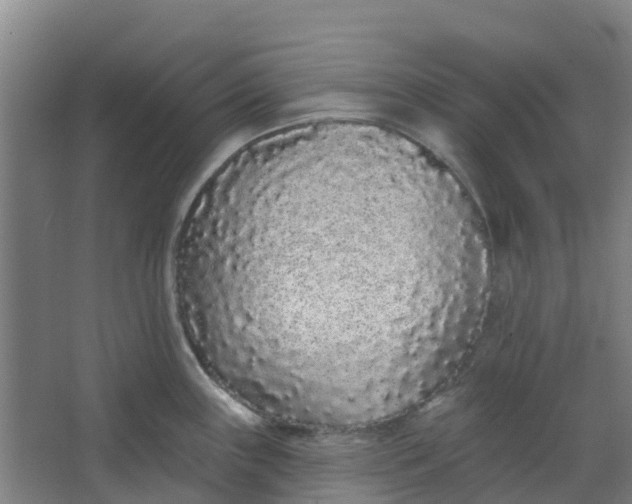 X0000062861243200601271522