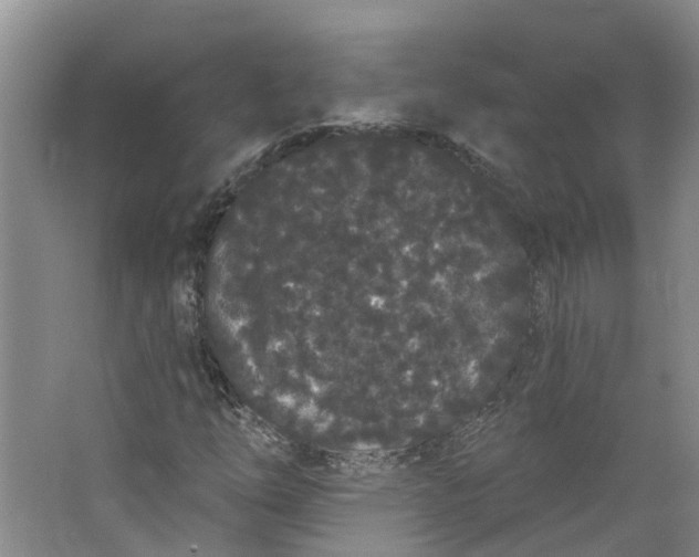 X0000062861254200601271521