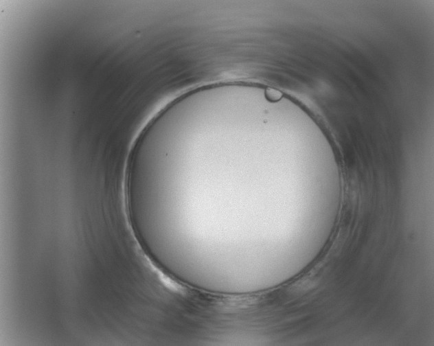 X0000062861294200601271520