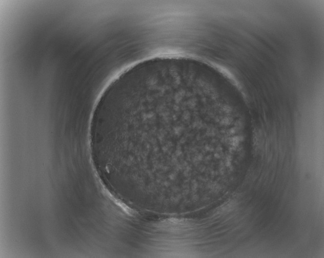 X0000062861327200601271520