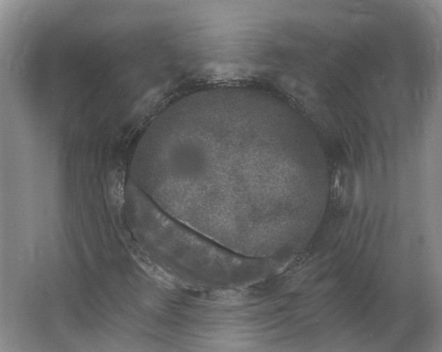 X0000062861348200601271519