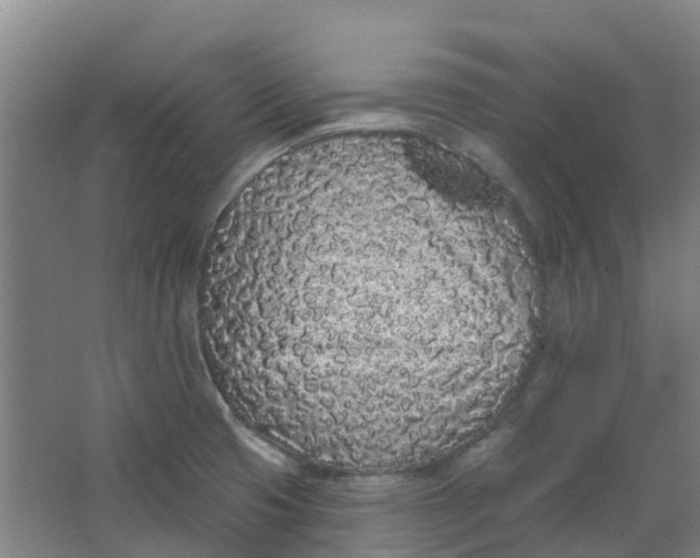 X0000062861425200601271518