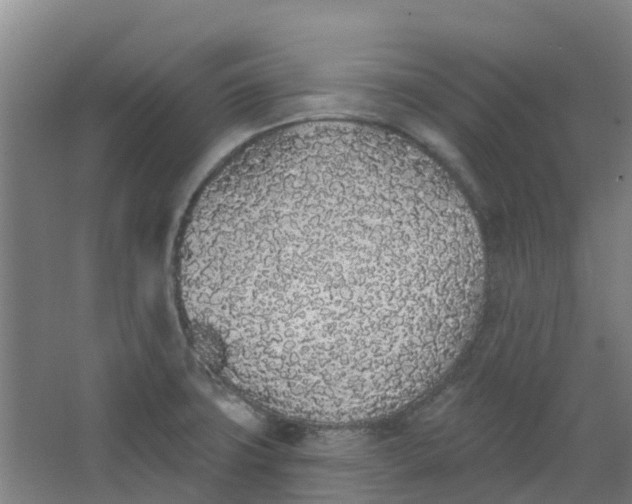 X0000062861427200601271518