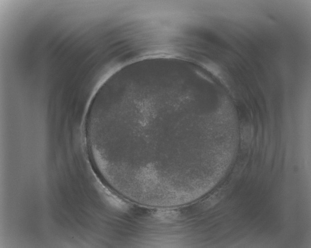 X0000062861466200601271517