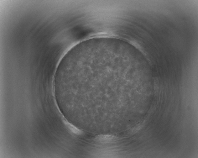 X0000062861474200601271517