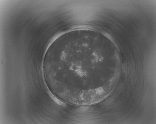 X0000062861482200601271517