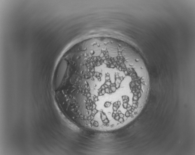 X0000062861522200601271517