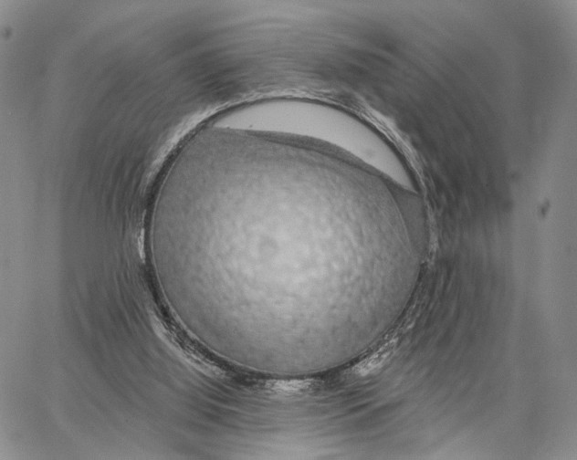 X0000062860060200602031702