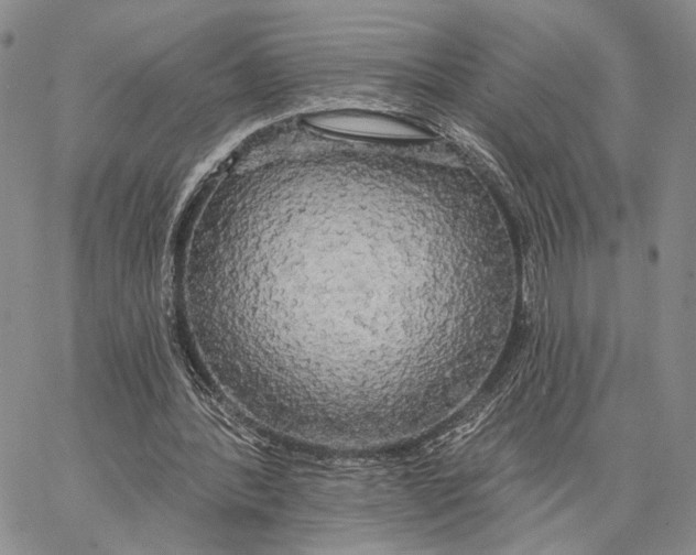 X0000062860388200602031657