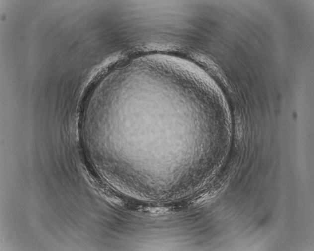 X0000062860395200602031657