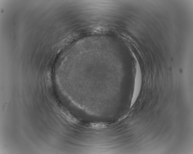 X0000062860520200602031655