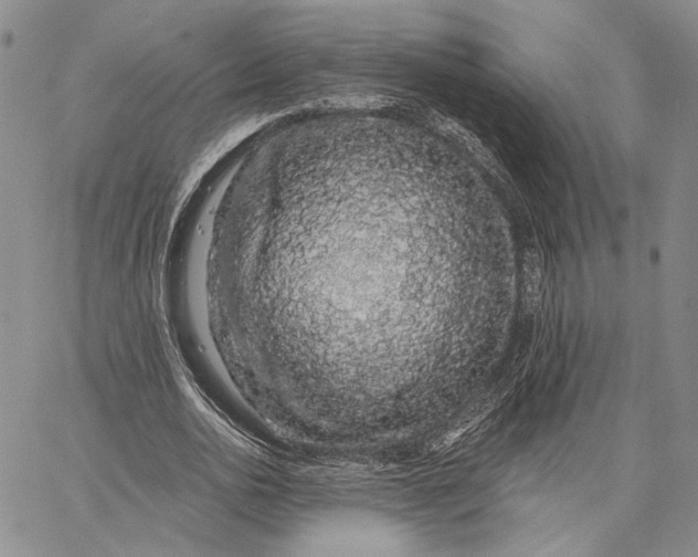 X0000062860726200602031651