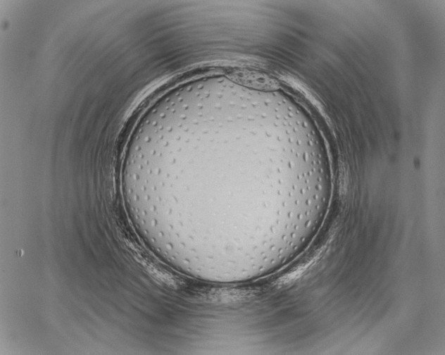 X0000062860829200602031649