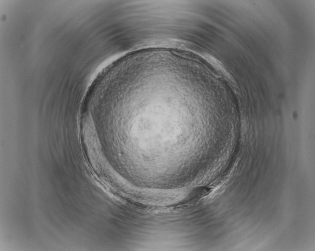 X0000062860846200602031650