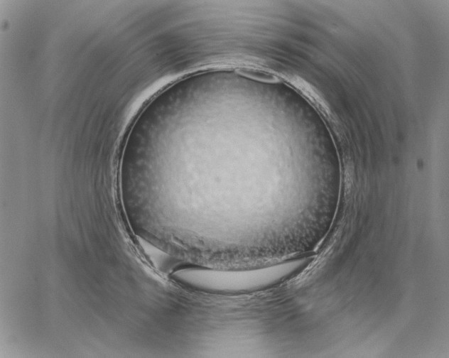 X0000062860854200602031650