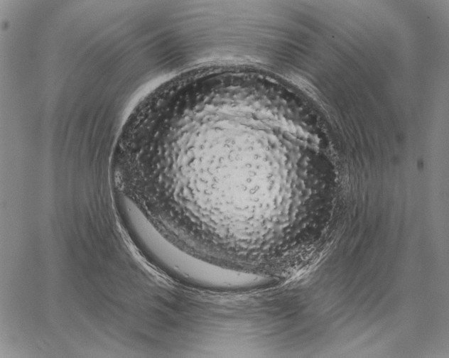 X0000062861030200602031646
