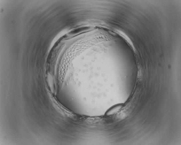 X0000062861146200602031645