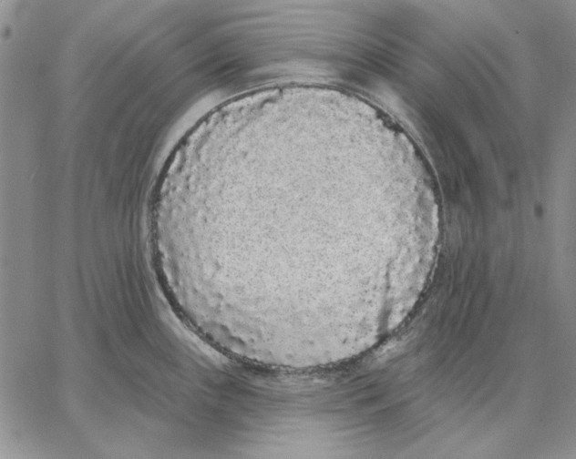 X0000062861243200602031644