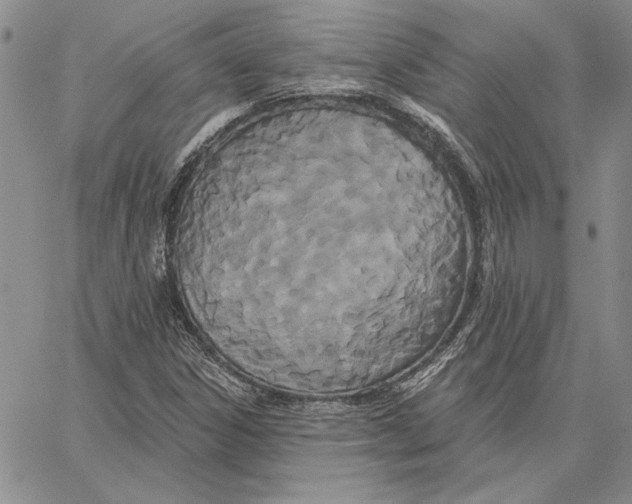X0000062861306200602031642