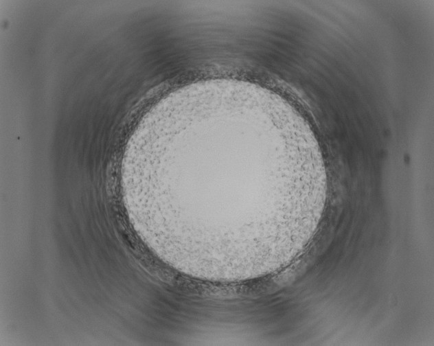 X0000062860162200602101635