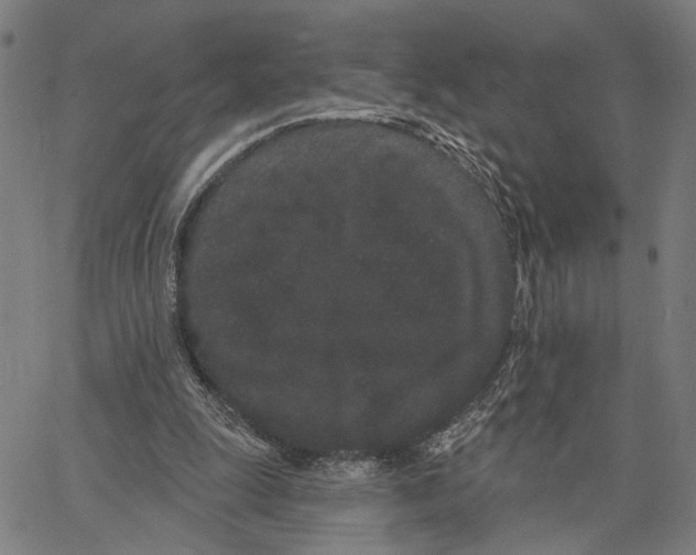 X0000062860247200602101634