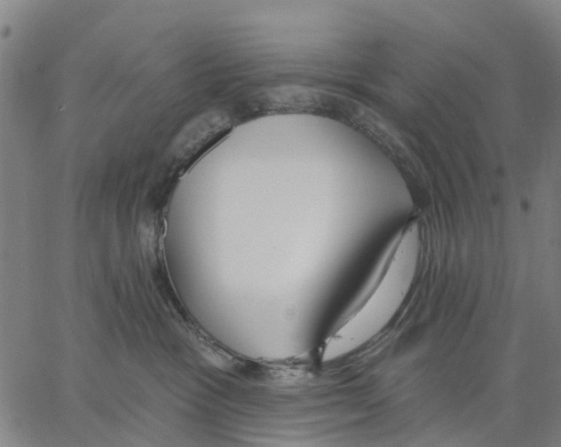 X0000062860333200602101633