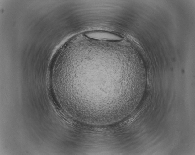 X0000062860388200602101632