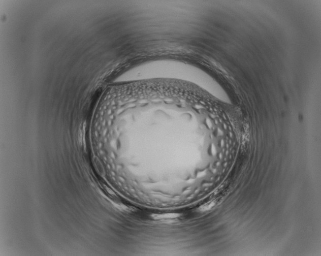 X0000062860452200602101631