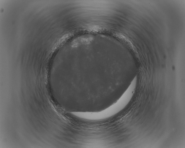 X0000062860496200602101630
