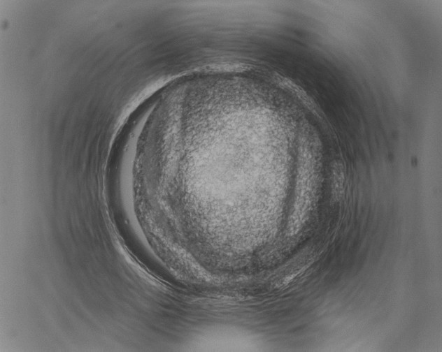 X0000062860726200602101626