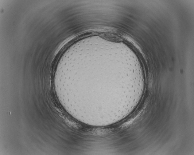 X0000062860829200602101624