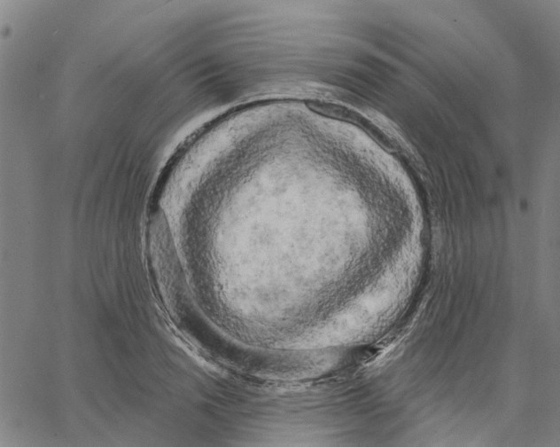 X0000062860846200602101625