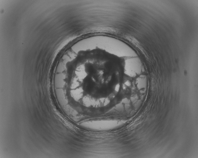 X0000062861024200602101621