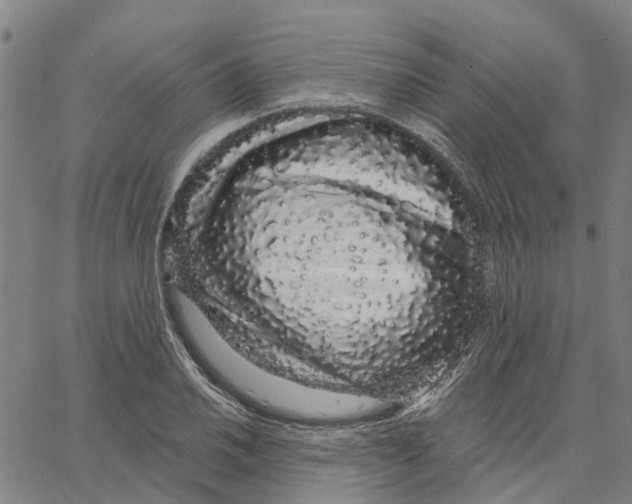 X0000062861030200602101621