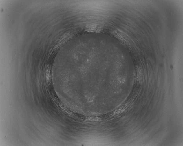 X0000062861154200602101619