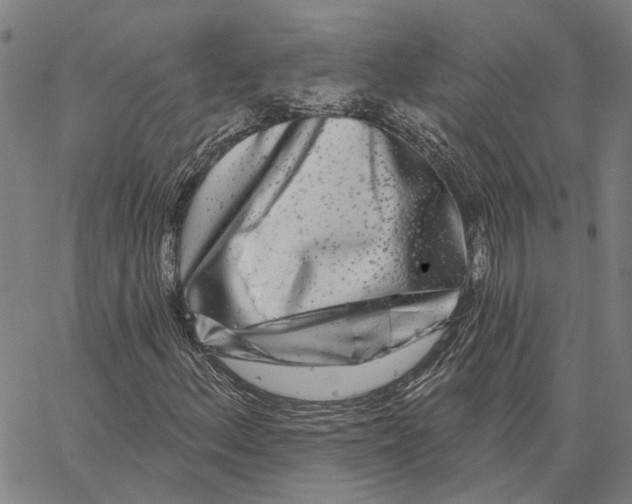 X0000062861156200602101619