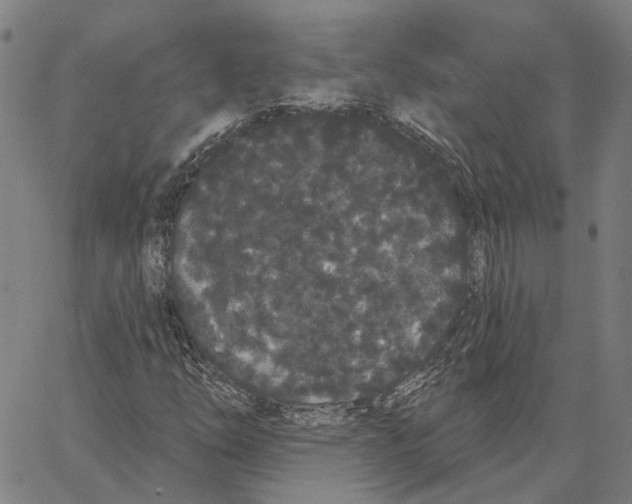 X0000062861254200602101618
