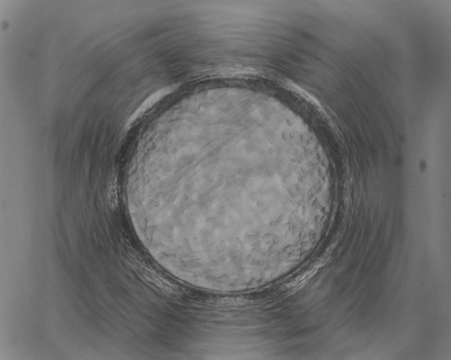 X0000062861306200602101616