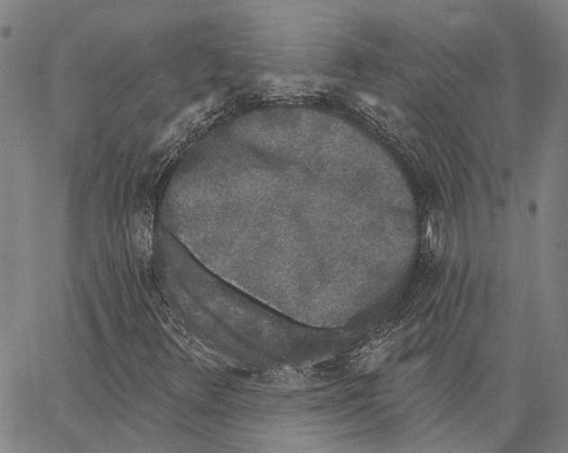 X0000062861348200602101616