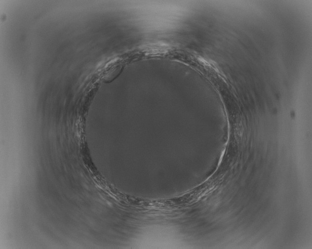 X0000062861445200602101615