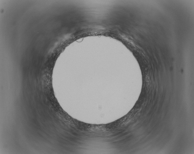 X0000062861447200602101615