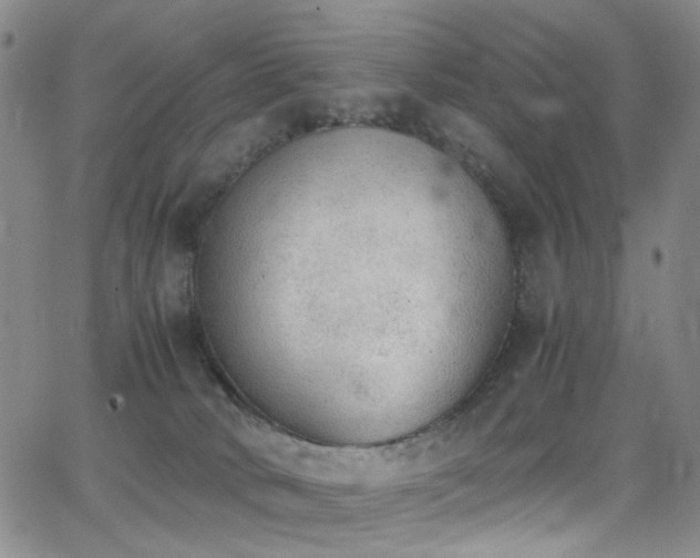 X0000062870034200601131453