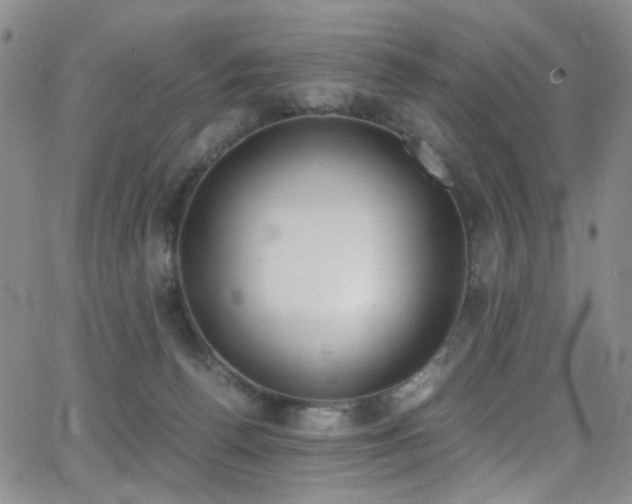 X0000062870176200601131450