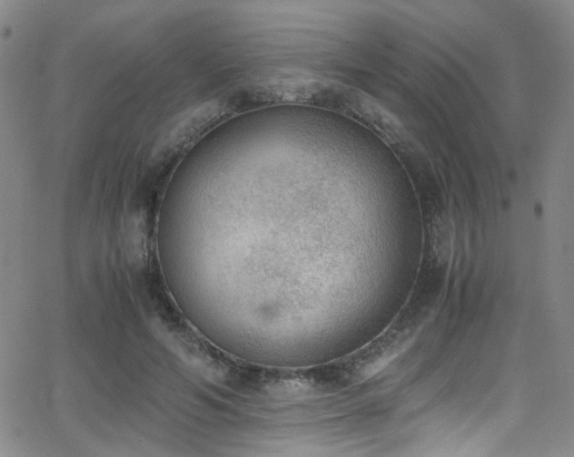 X0000062870594200601131443