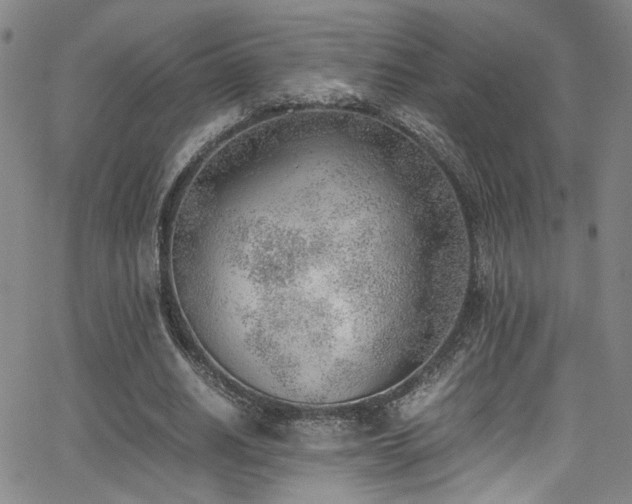 X0000062870630200601131442