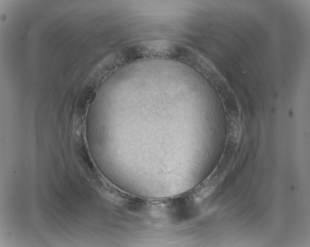 X0000062870701200601131441