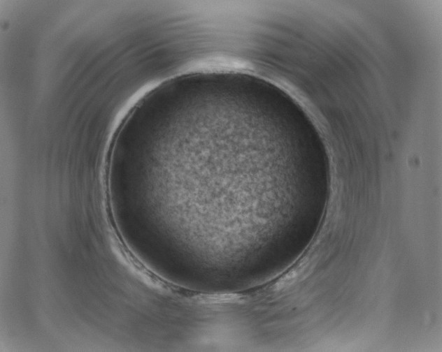 X0000062870864200601131439