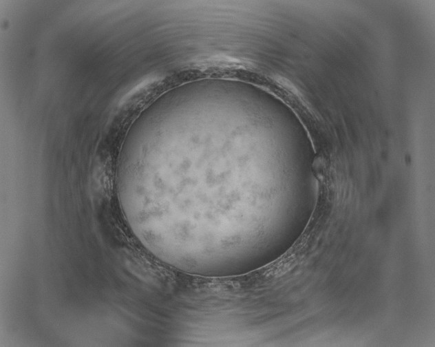 X0000062871063200601131435