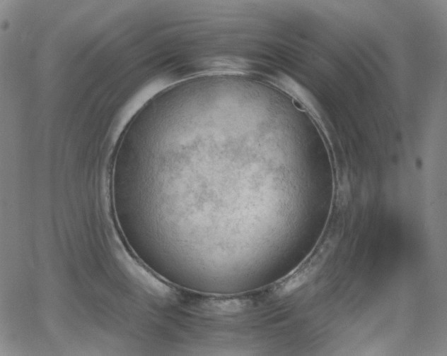 X0000062871243200601131433