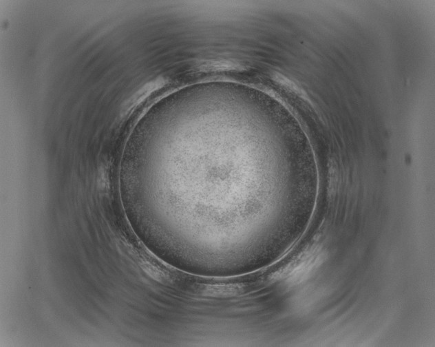 X0000062871305200601131431